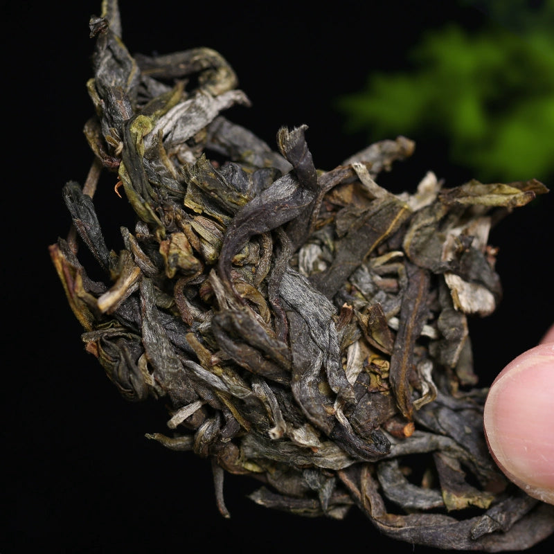 2025 Lao Ban Zhangtou Chuntou picks 500 grams of raw tea from ancient trees